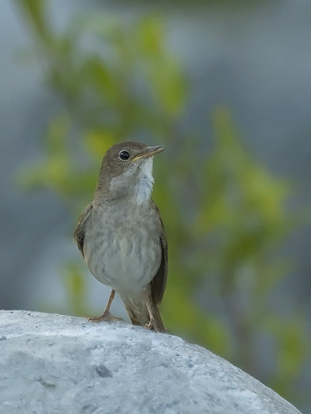 Satakieli, Thrush Nightingale, Luscinia luscinia